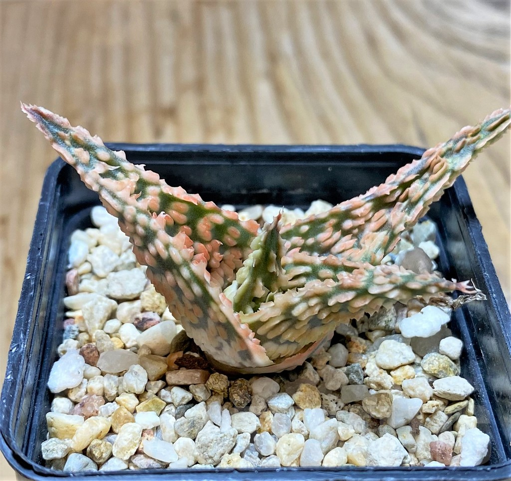 SHPR37558 Aloe TCT hybrid - 画像 (2)