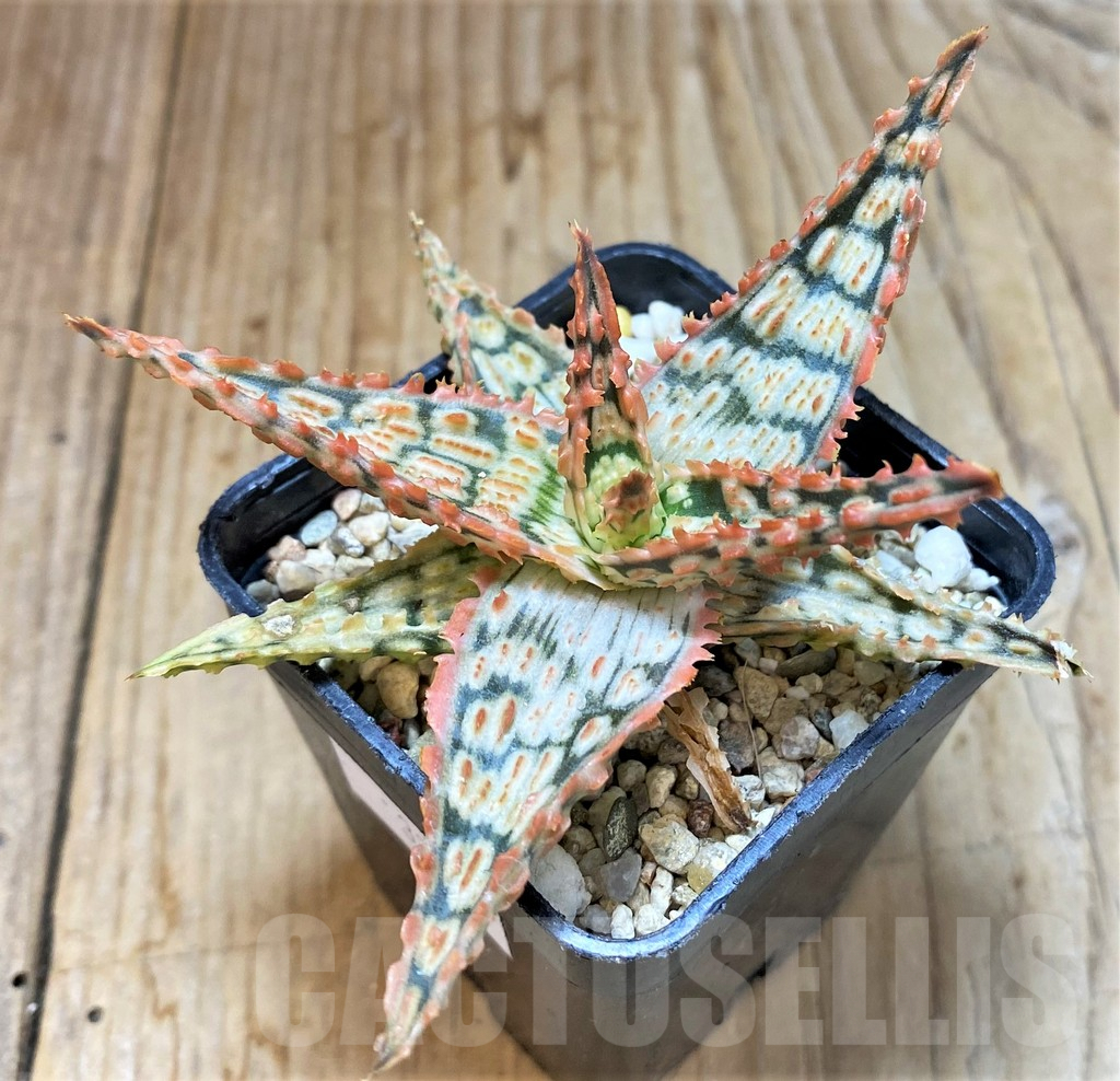 SHPR37564 Aloe TCT hybrid - 画像 (2)