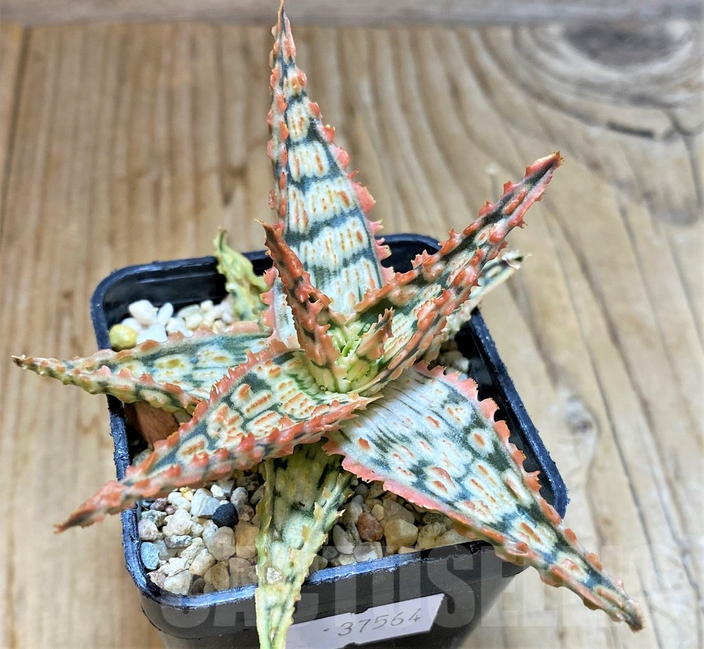 SHPR37564 Aloe TCT hybrid