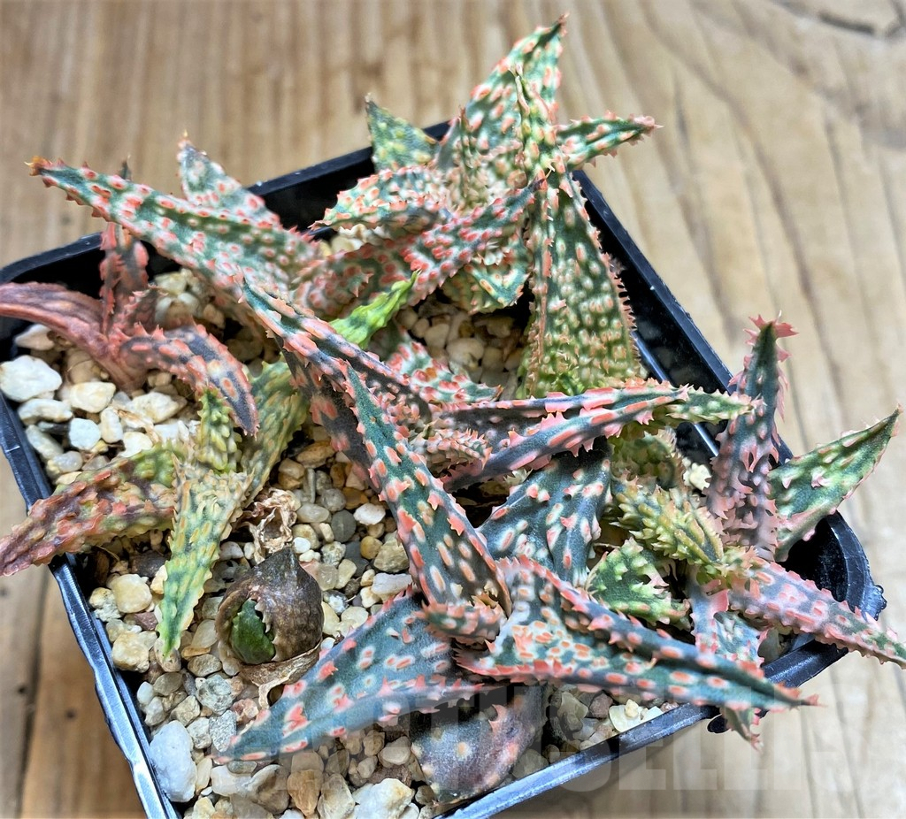 SHPR37550 Aloe TCT hybrid mix - Image 2