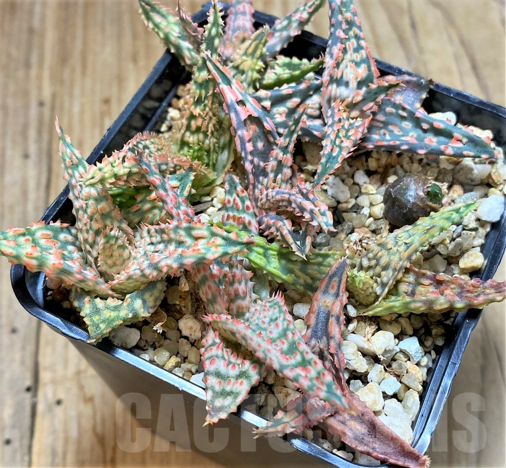 SHPR37550 Aloe TCT hybrid mix