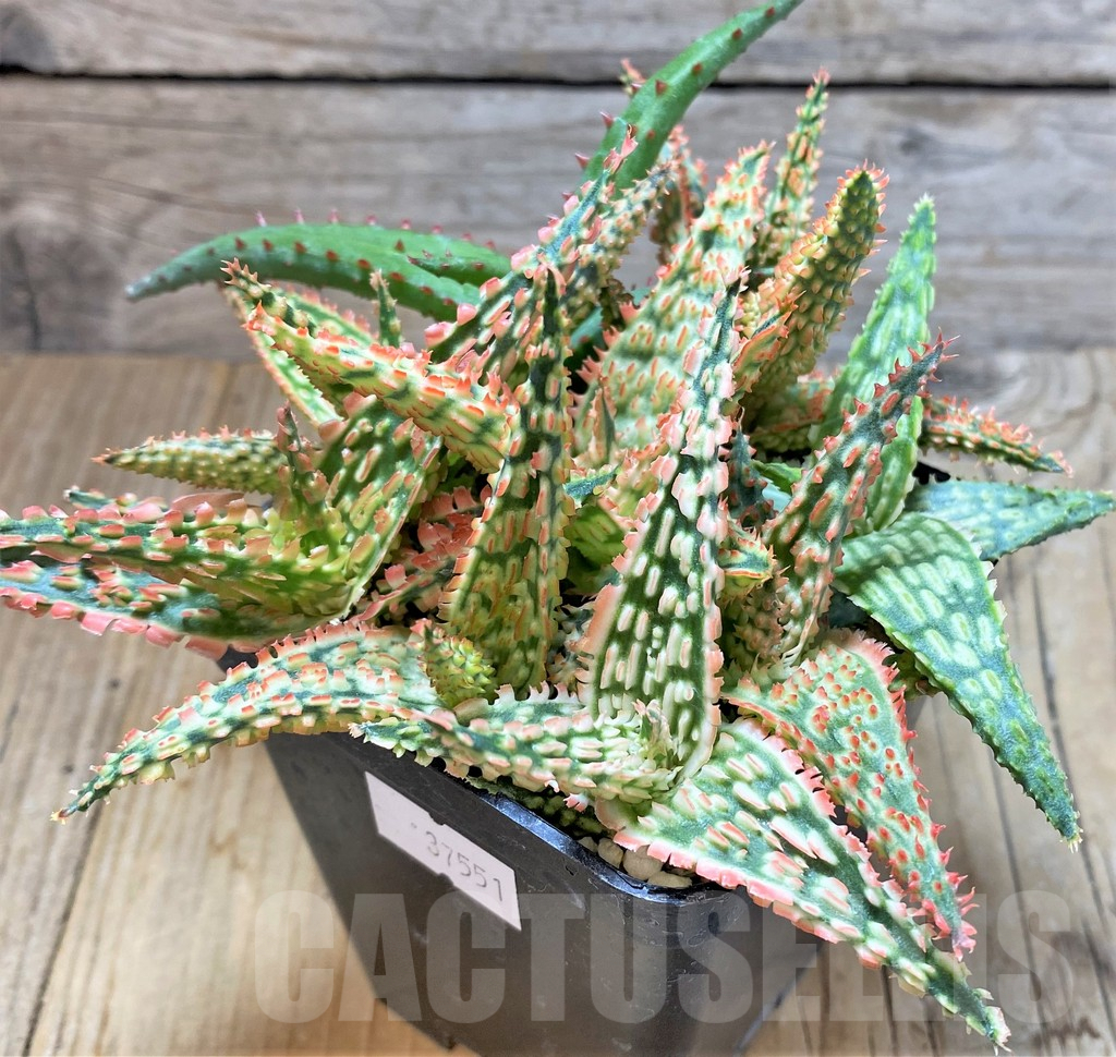 SHPR37551 Aloe TCT hybrid mix - 画像 (2)