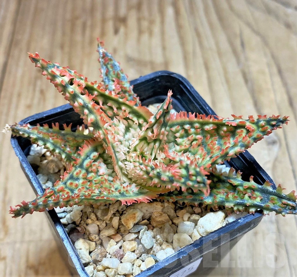SHPR37575 Aloe TCT hybrid - Image 3