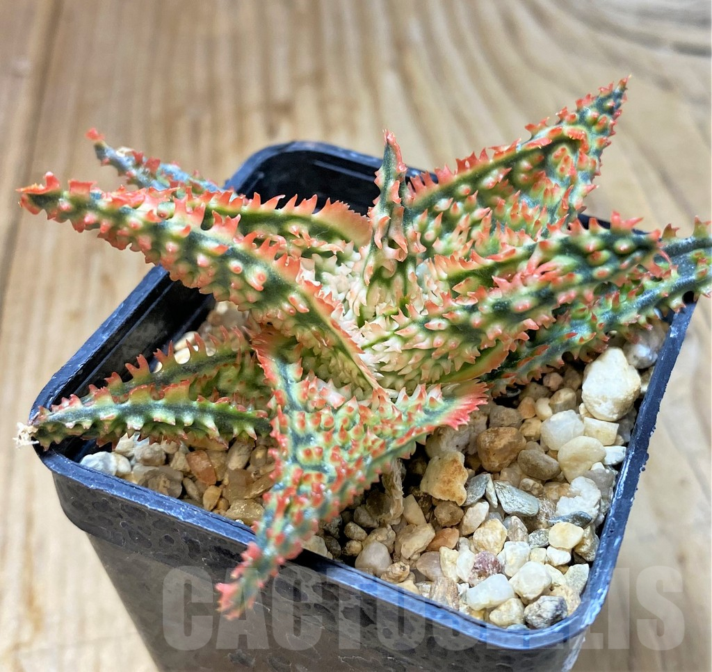 SHPR37575 Aloe TCT hybrid - Image 2