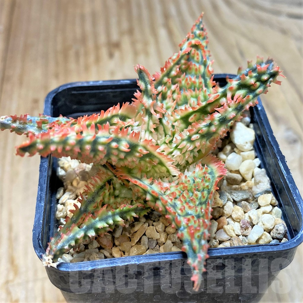 SHPR37575 Aloe TCT hybrid