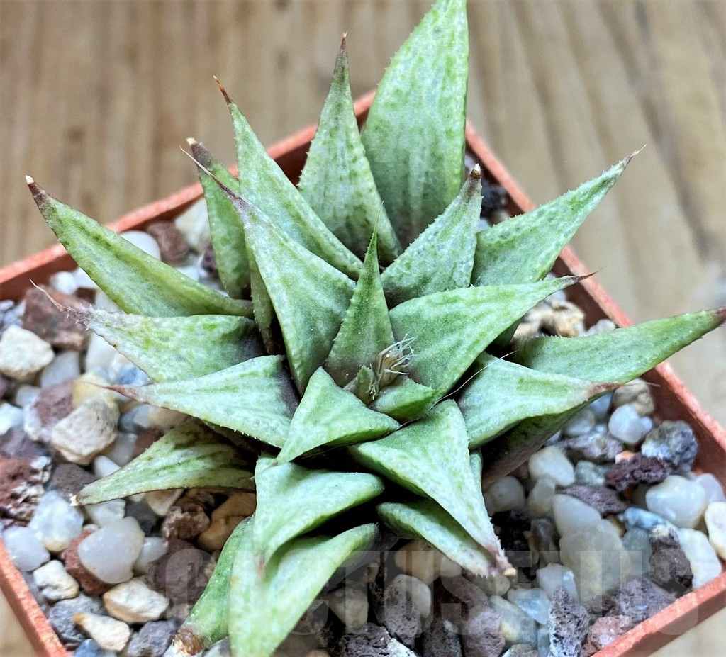 SHPR37576 Haworthia 'Metallica'