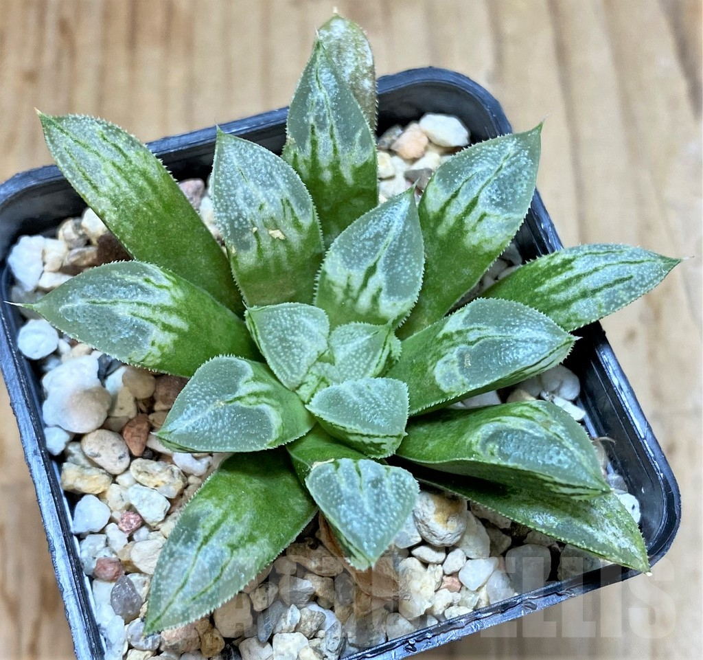 SHPR37577 Haworthia 'Love Heart'