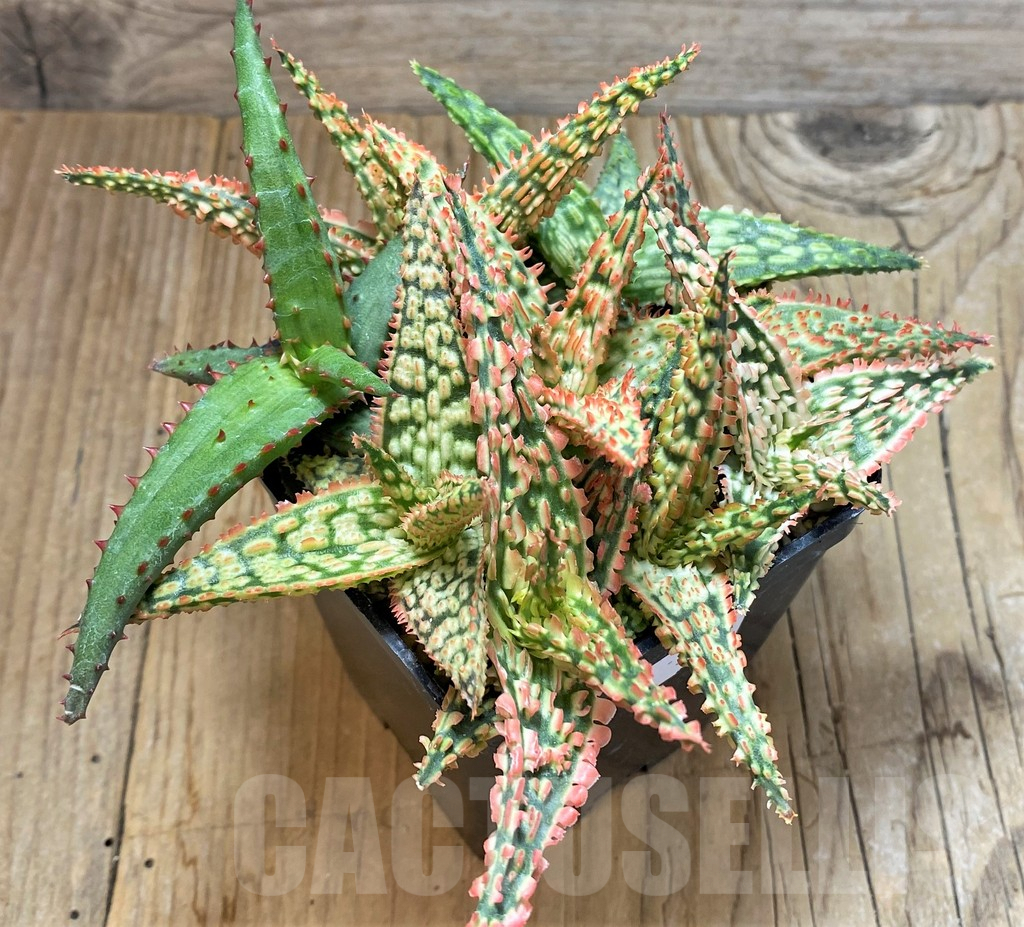 SHPR37551 Aloe TCT hybrid mix