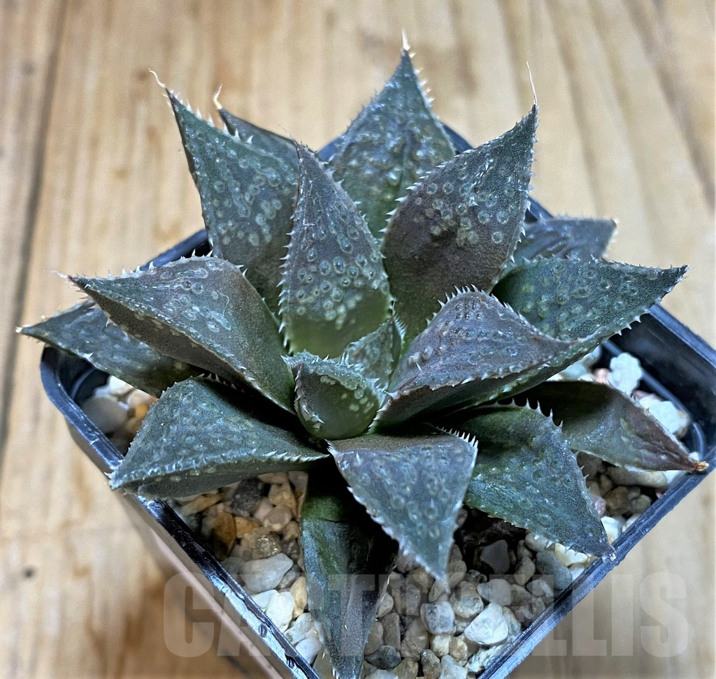 SHPR37579 Haworthia hybrid