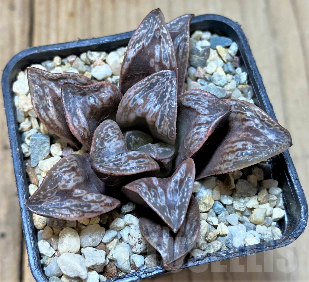 SHPR36562 Haworthia splendens 'Inca Rose'