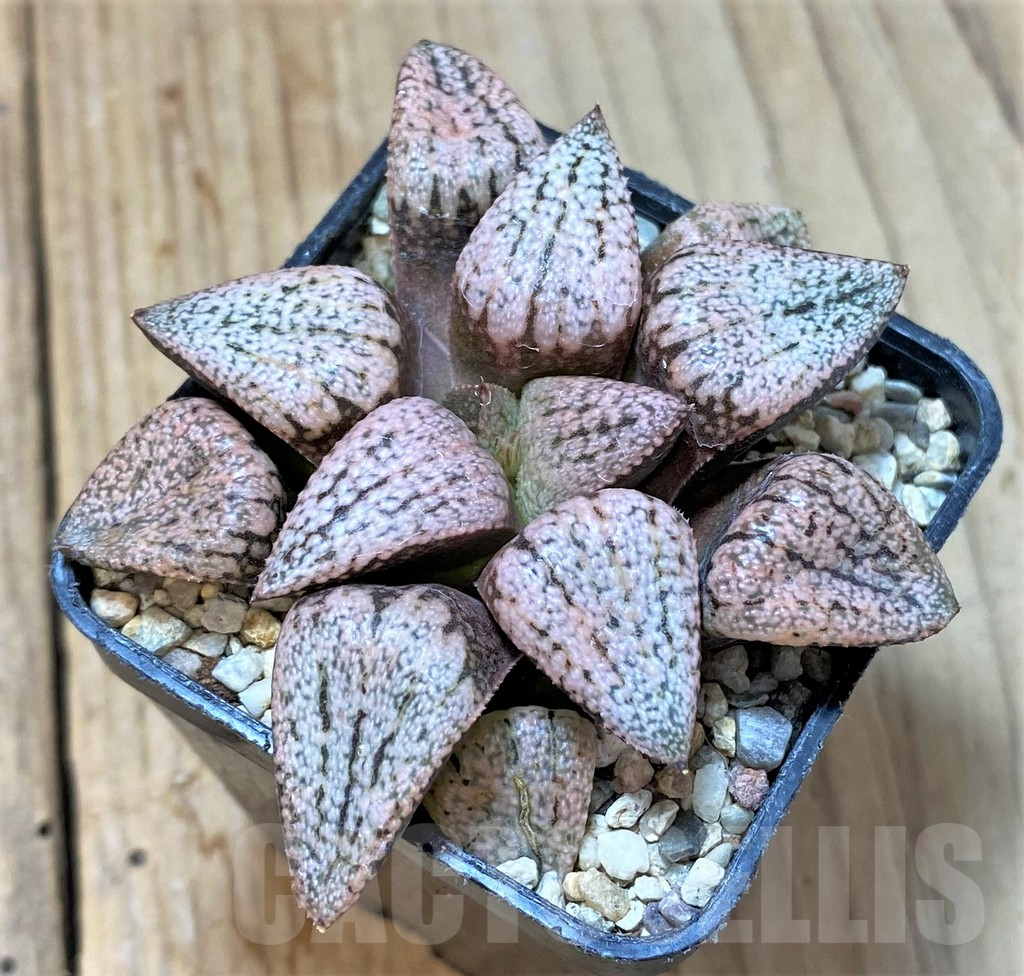 SHPR36564 Haworthia picta 'Ruby Silver'