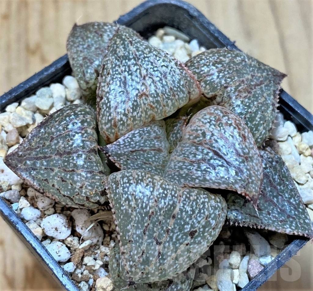 SHPR36565 Haworthia picta 'Yellow Milky Silver'