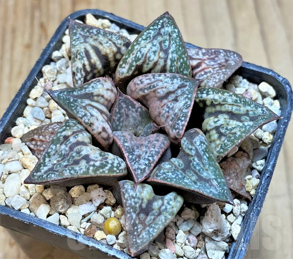 SHPR36567 Haworthia splendens 'Hana Aoi'