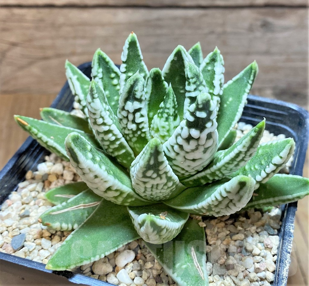 SHPR36568 Haworthia pumila 'Emperor' - immagine 2