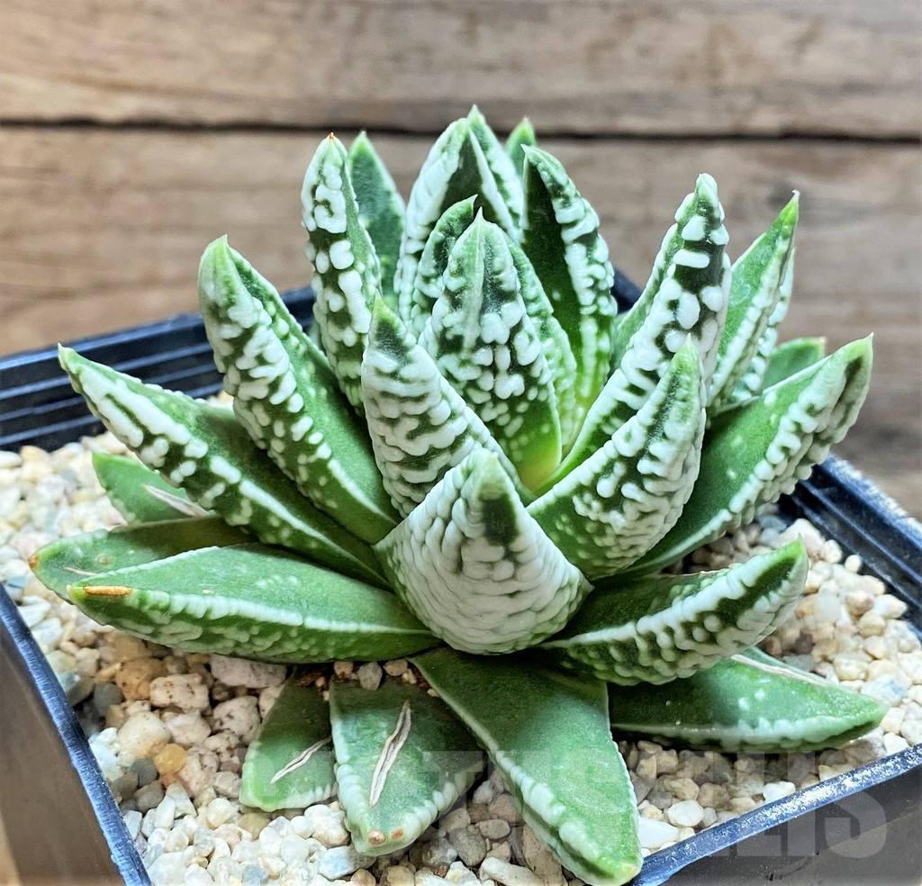 SHPR36568 Haworthia pumila 'Emperor'
