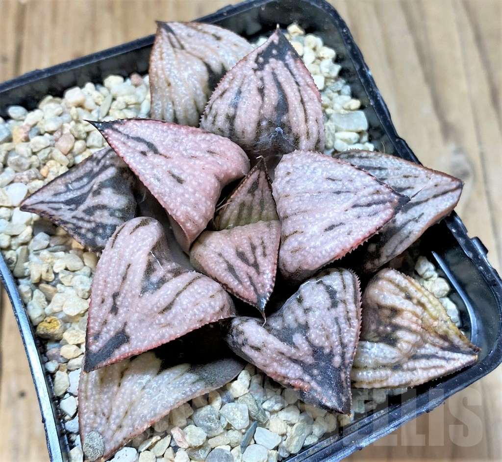 SHPR36532 Haworthia splendens 'Princess Kazunomiya' - Image 2