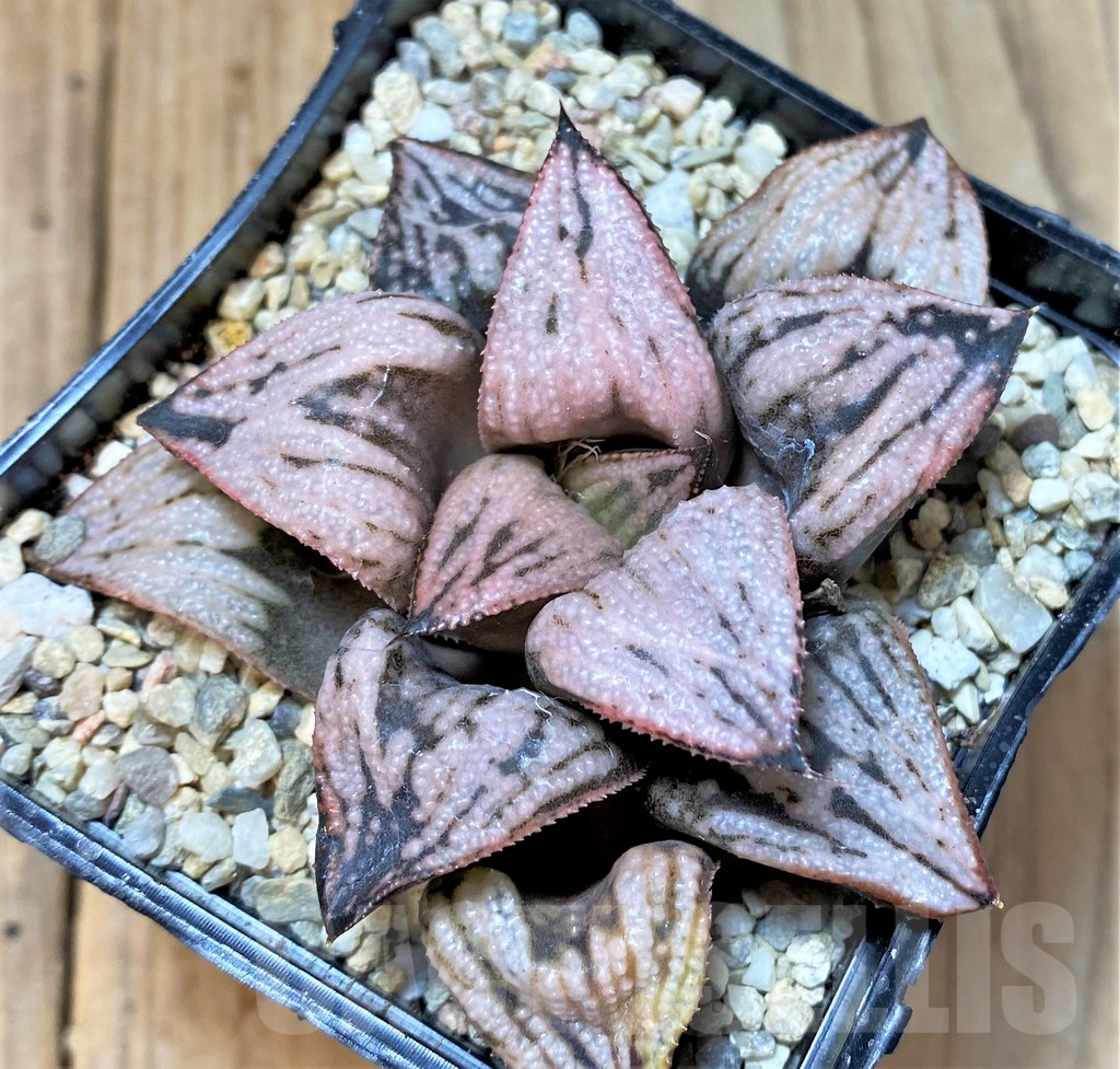 SHPR36532 Haworthia splendens 'Princess Kazunomiya'