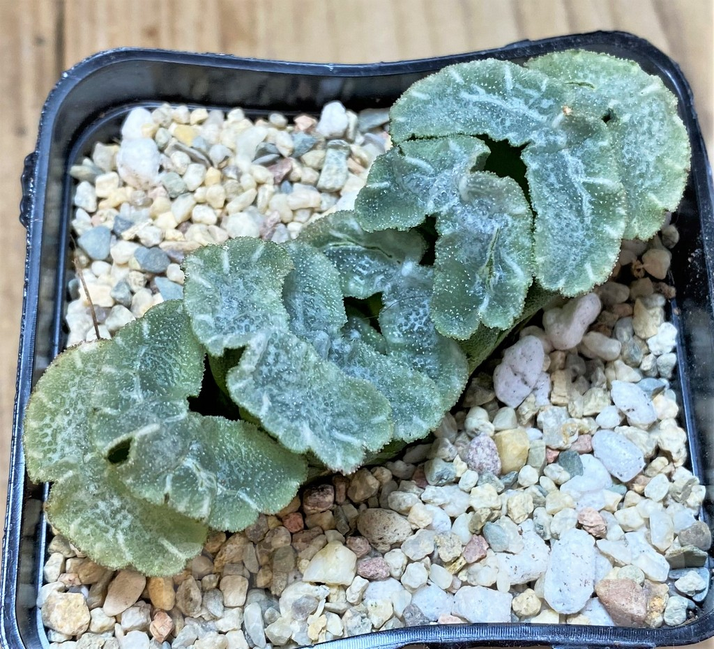 SHPR36533 Haworthia truncata 'Yu Ji'