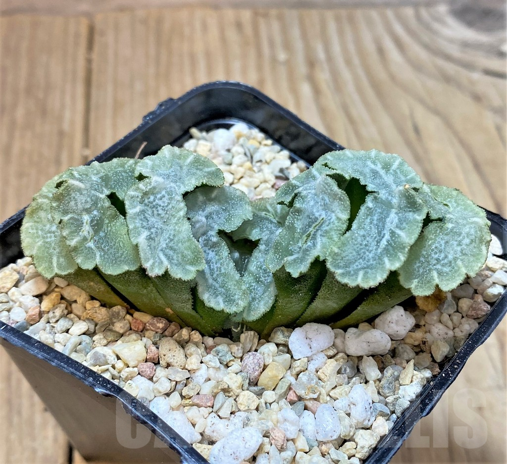 SHPR36533 Haworthia truncata 'Yu Ji' - Image 2