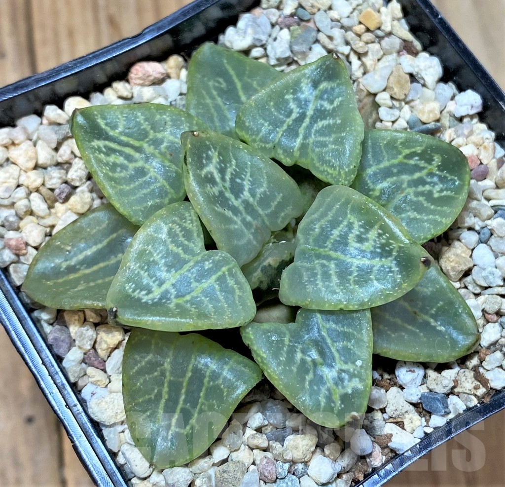 SHPR36537 Haworthia comptoniana 'Randu' - Imagen 2