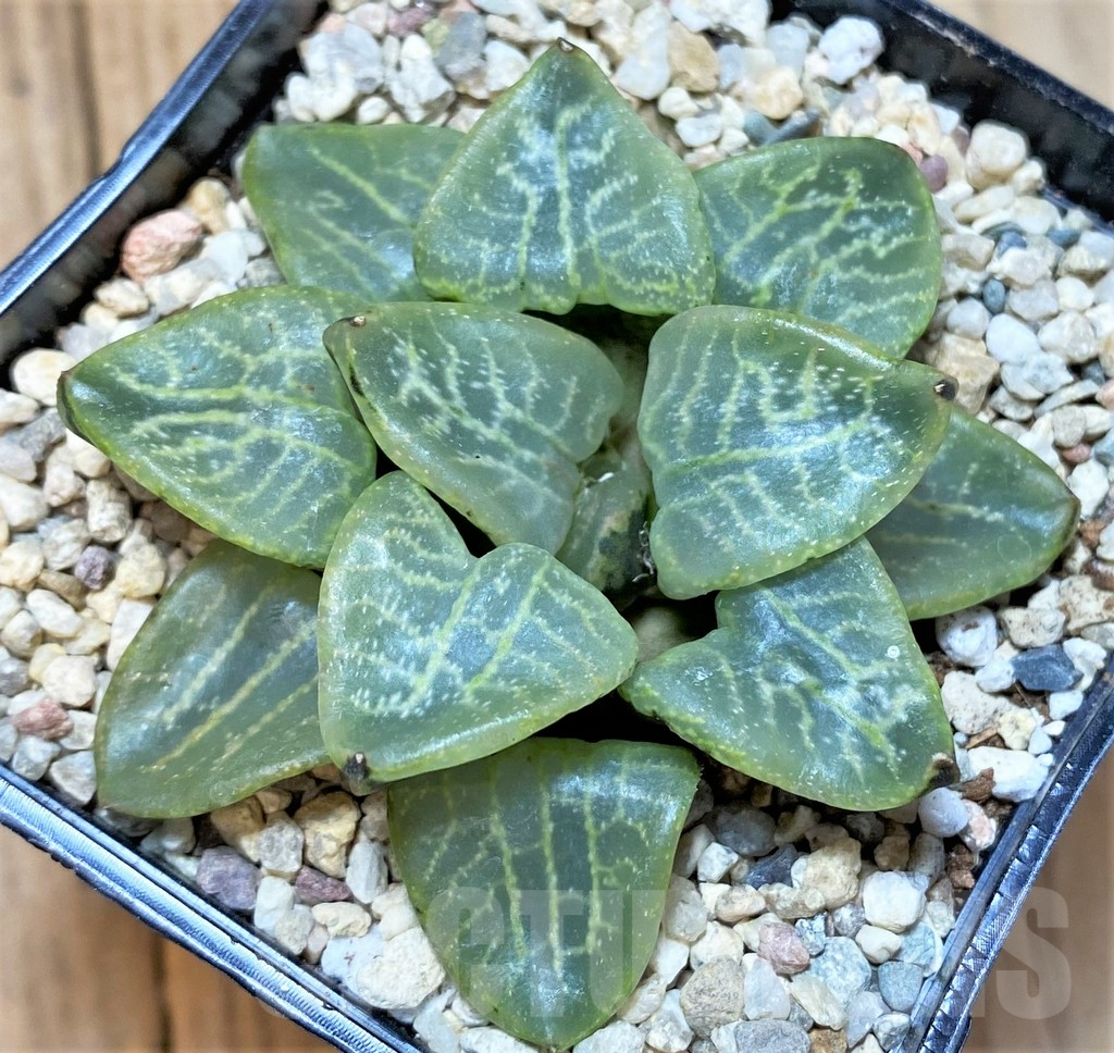 SHPR36537 Haworthia comptoniana 'Randu'