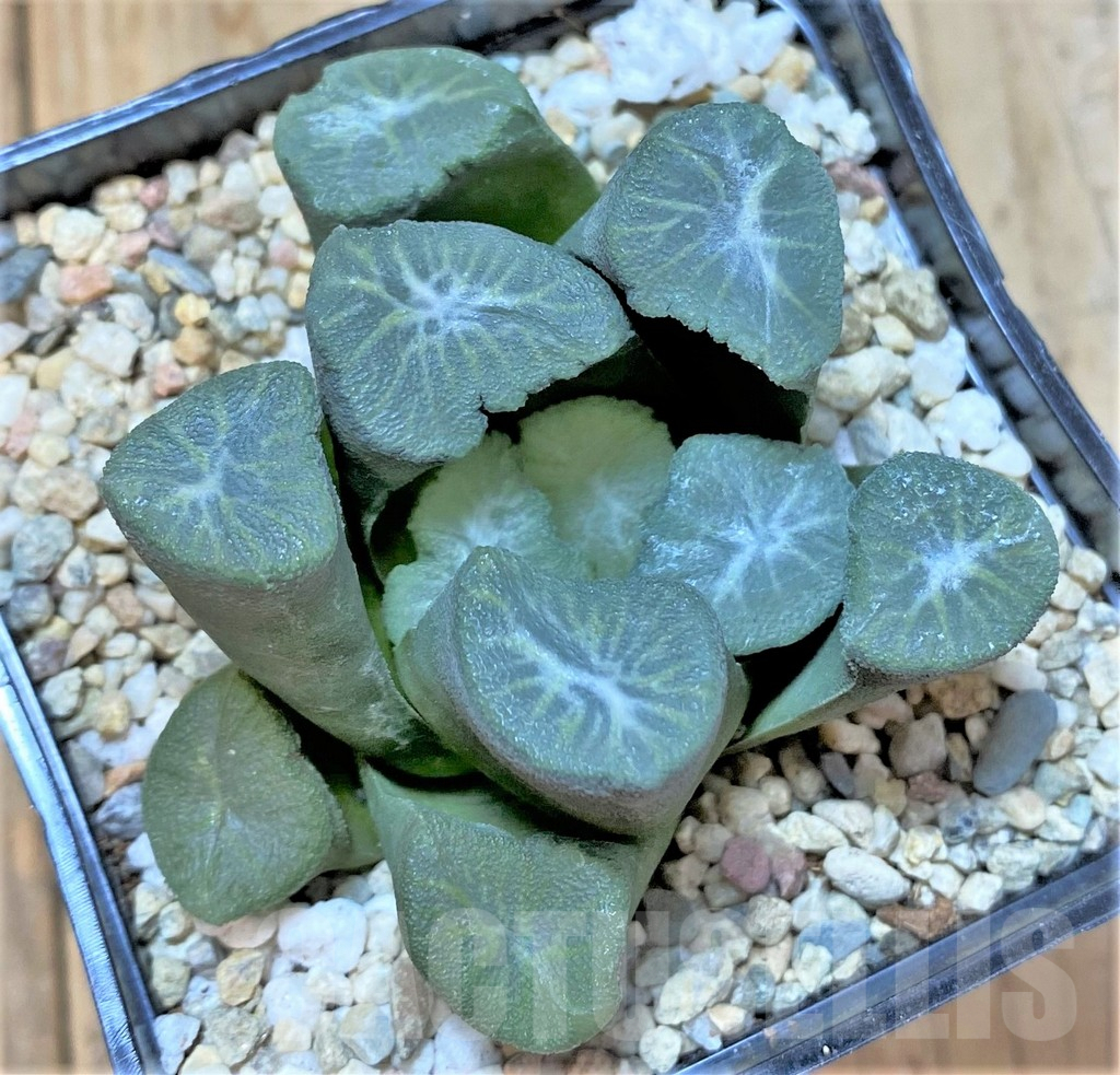SHPR36538 Haworthia maughanii 'Snow Country Vientiane' - Imagen 2