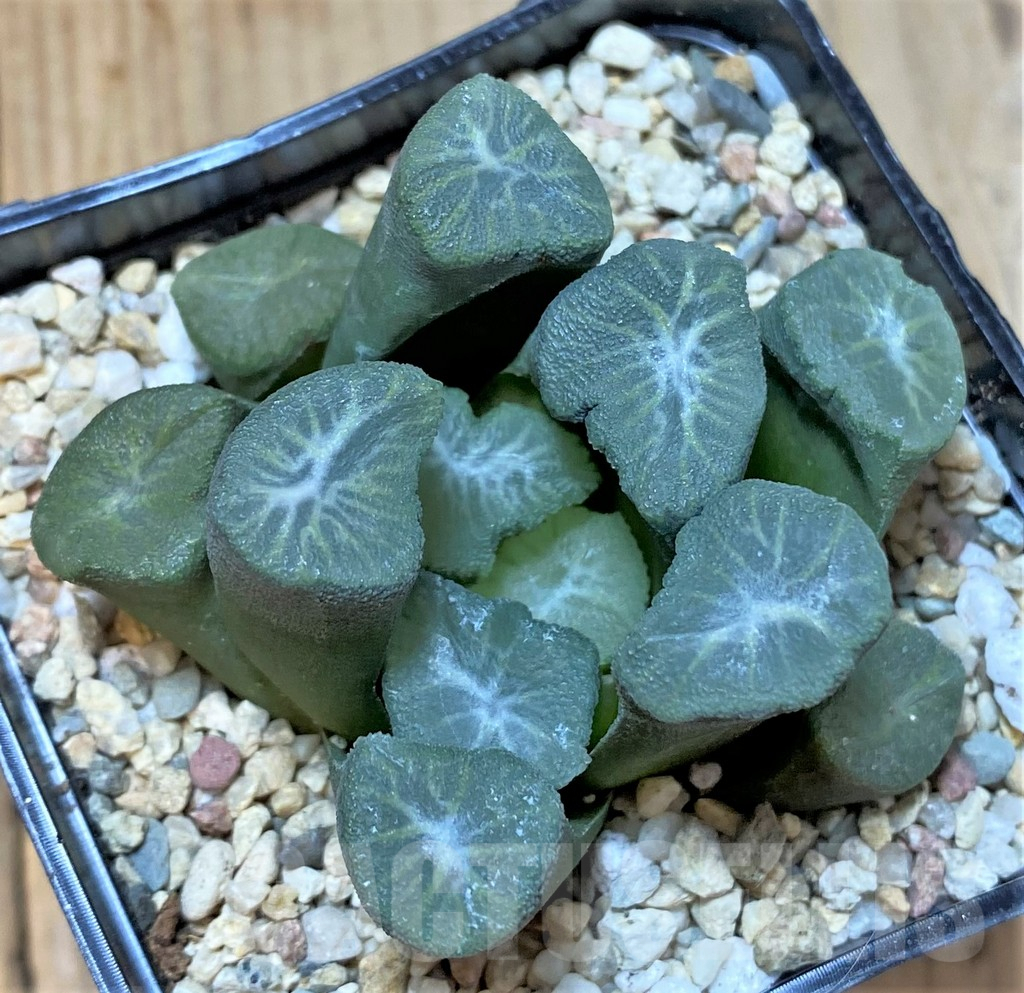 SHPR36538 Haworthia maughanii 'Snow Country Vientiane'