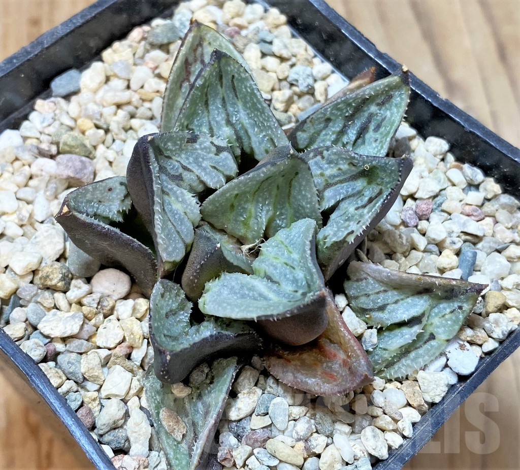 SHPR36539 Haworthia picta 'Kyo-no- Koi'