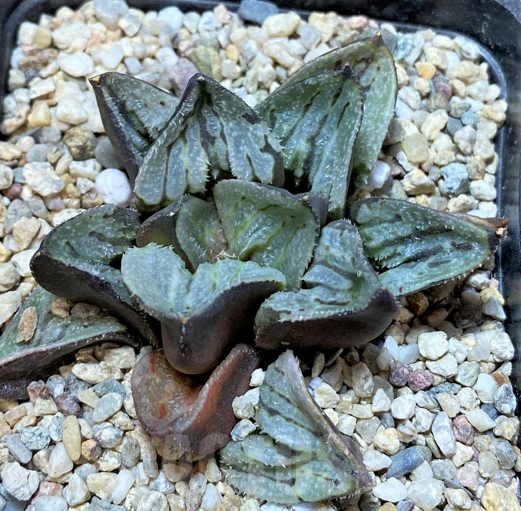 SHPR36539 Haworthia picta 'Kyo-no- Koi' - Imagen 2