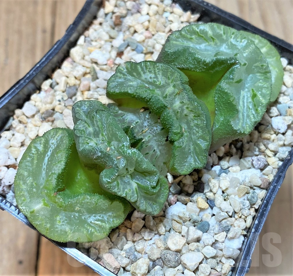 SHPR36470 Haworthia truncata 'Wu Zetian Jade Fan'
