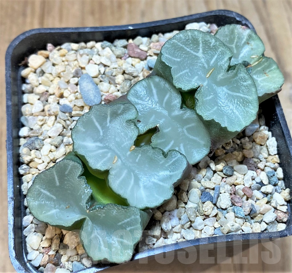 SHPR36540 Haworthia truncata 'White Jade Fan'