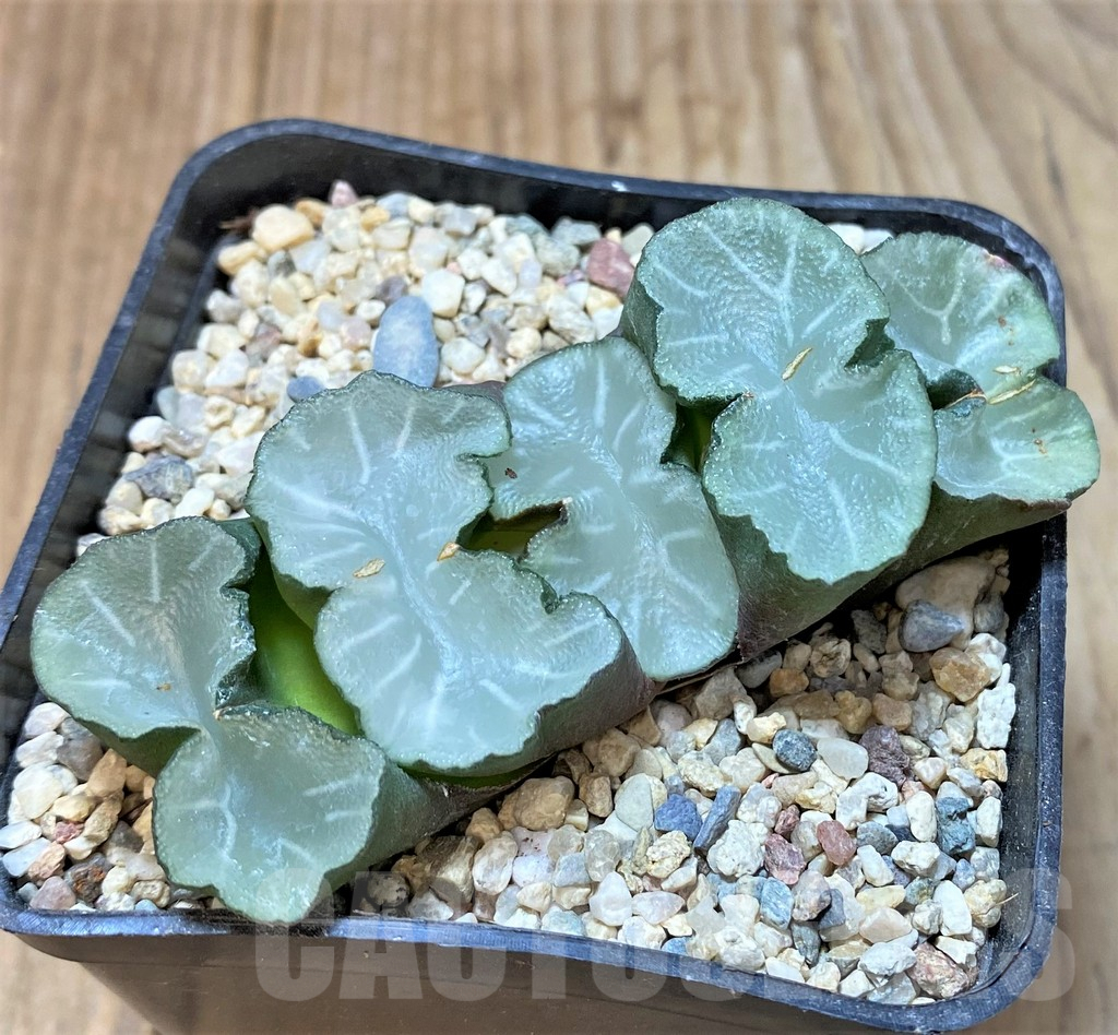 SHPR36540 Haworthia truncata 'White Jade Fan' - Imagen 2