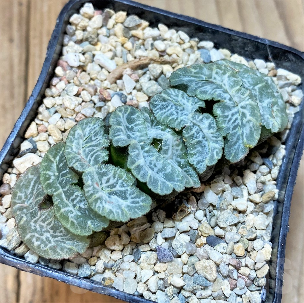 SHPR36541 Haworthia truncata 'Bifeng Jade Fan'