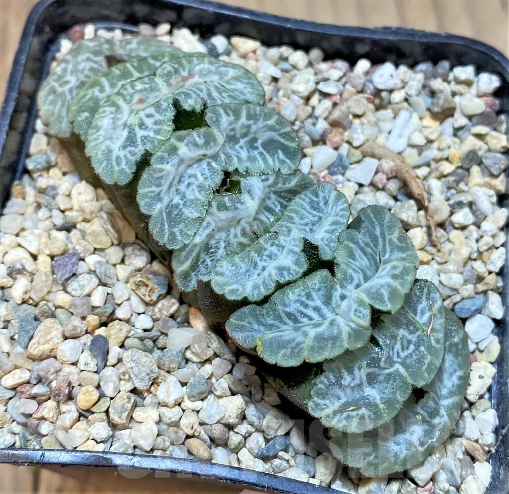 SHPR36541 Haworthia truncata 'Bifeng Jade Fan' - immagine 2