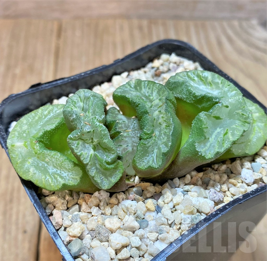 SHPR36470 Haworthia truncata 'Wu Zetian Jade Fan' - Image 2