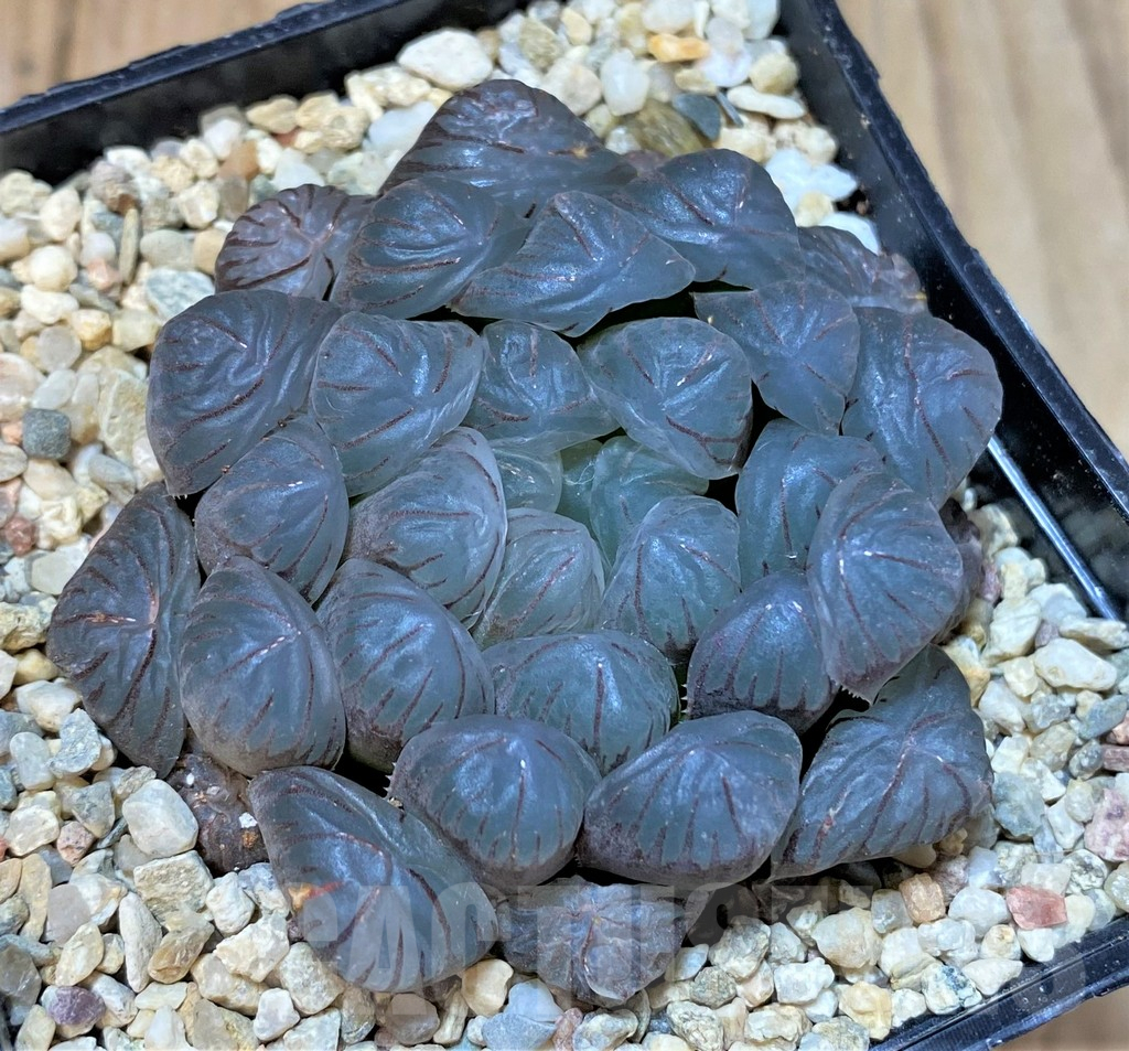 SHPR36471 Haworthia obtusa 'Big OB'