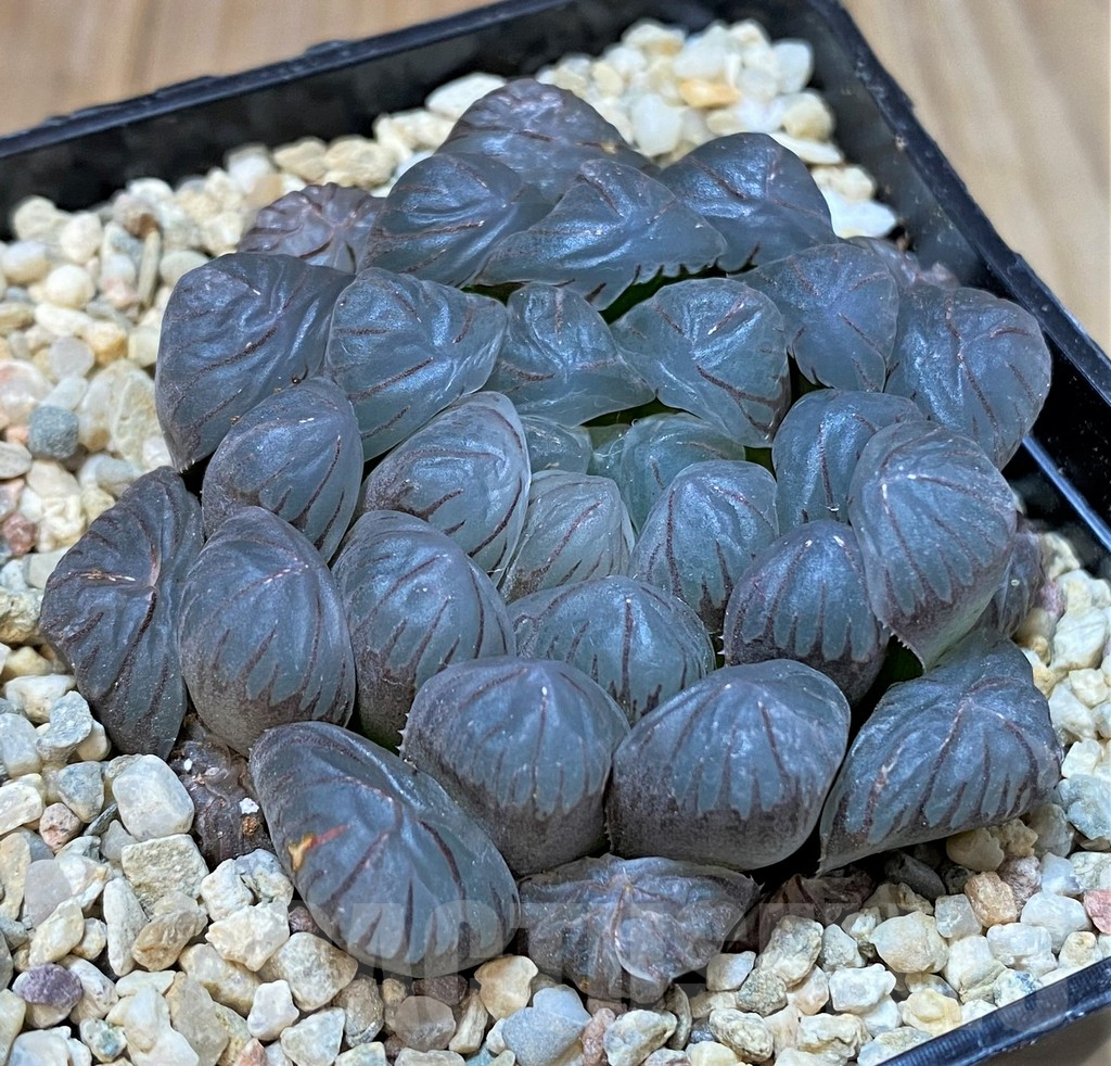 SHPR36471 Haworthia obtusa 'Big OB' - Image 2
