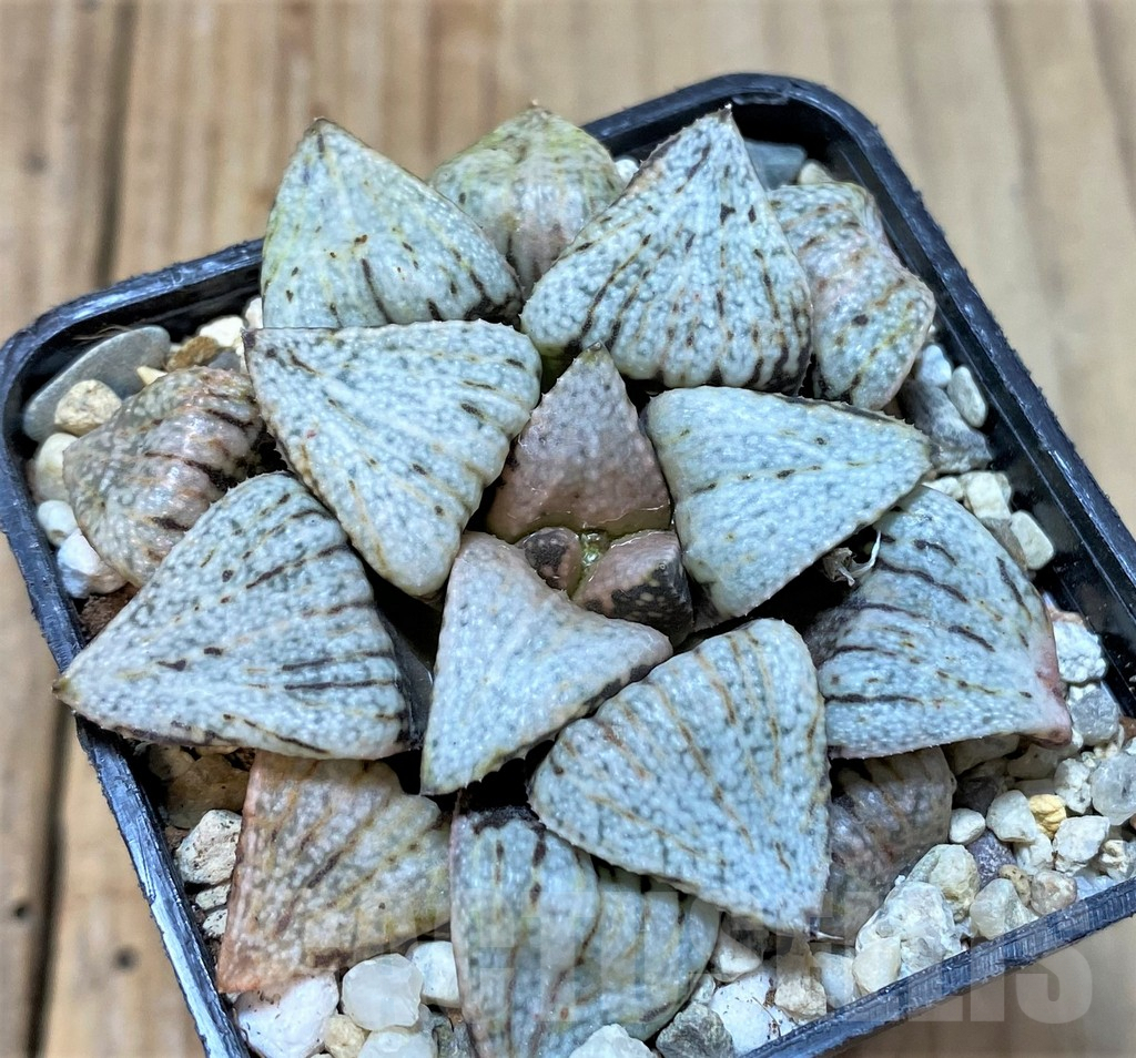 SHPR36554 Haworthia picta 'Togenkyou'
