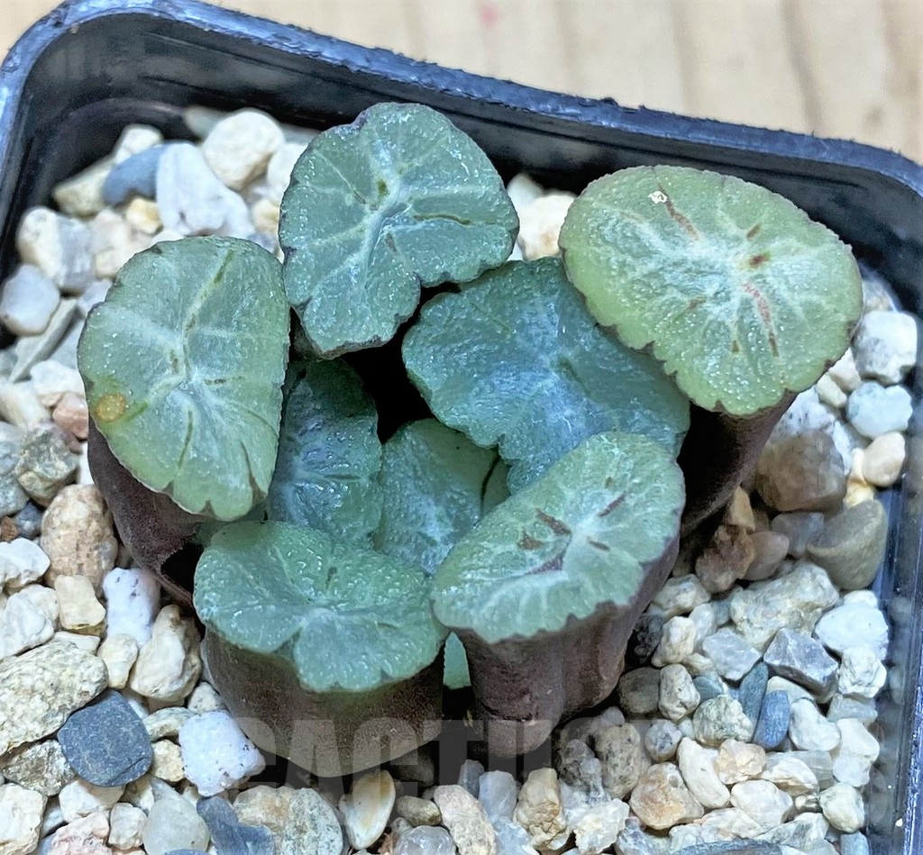 SHPR36557 Haworthia maughanii 'Purple Rice Wife Vientiane'
