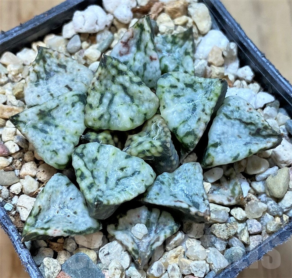 SHPR36558 Haworthia picta 'Pandora'