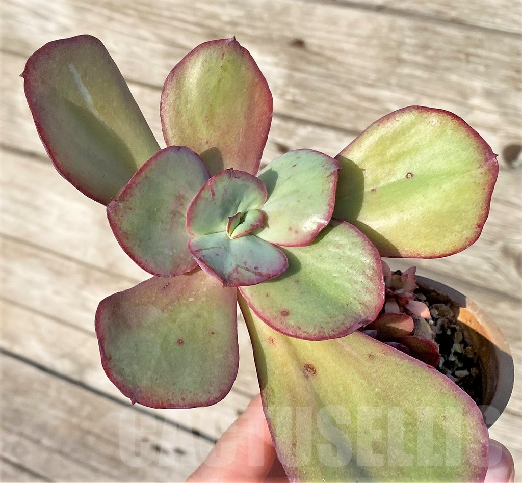 SHPR37768 Echeveria ‘Suyon’