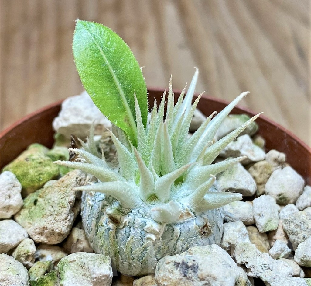 SHPR37772 Pachypodium brevicaule v. leucoxanthum - Image 2