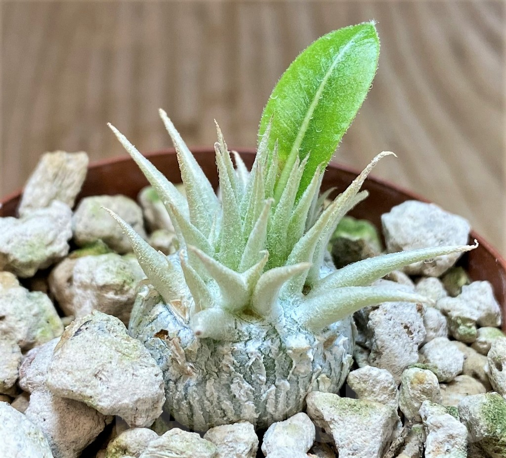 SHPR37772 Pachypodium brevicaule v. leucoxanthum