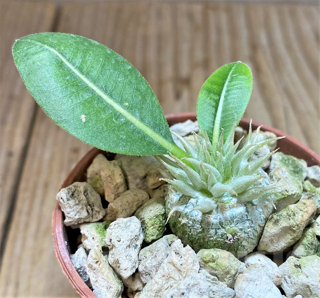 SHPR37774 Pachypodium brevicaule v. leucoxanthum - Imagen 2