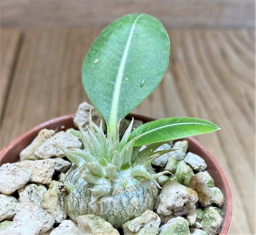 SHPR37774 Pachypodium brevicaule v. leucoxanthum