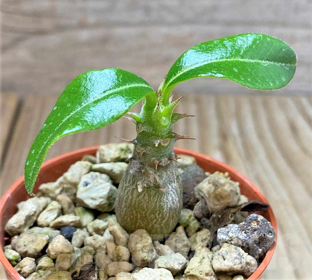 SHPR37775 Pachypodium baronii v. windsorii