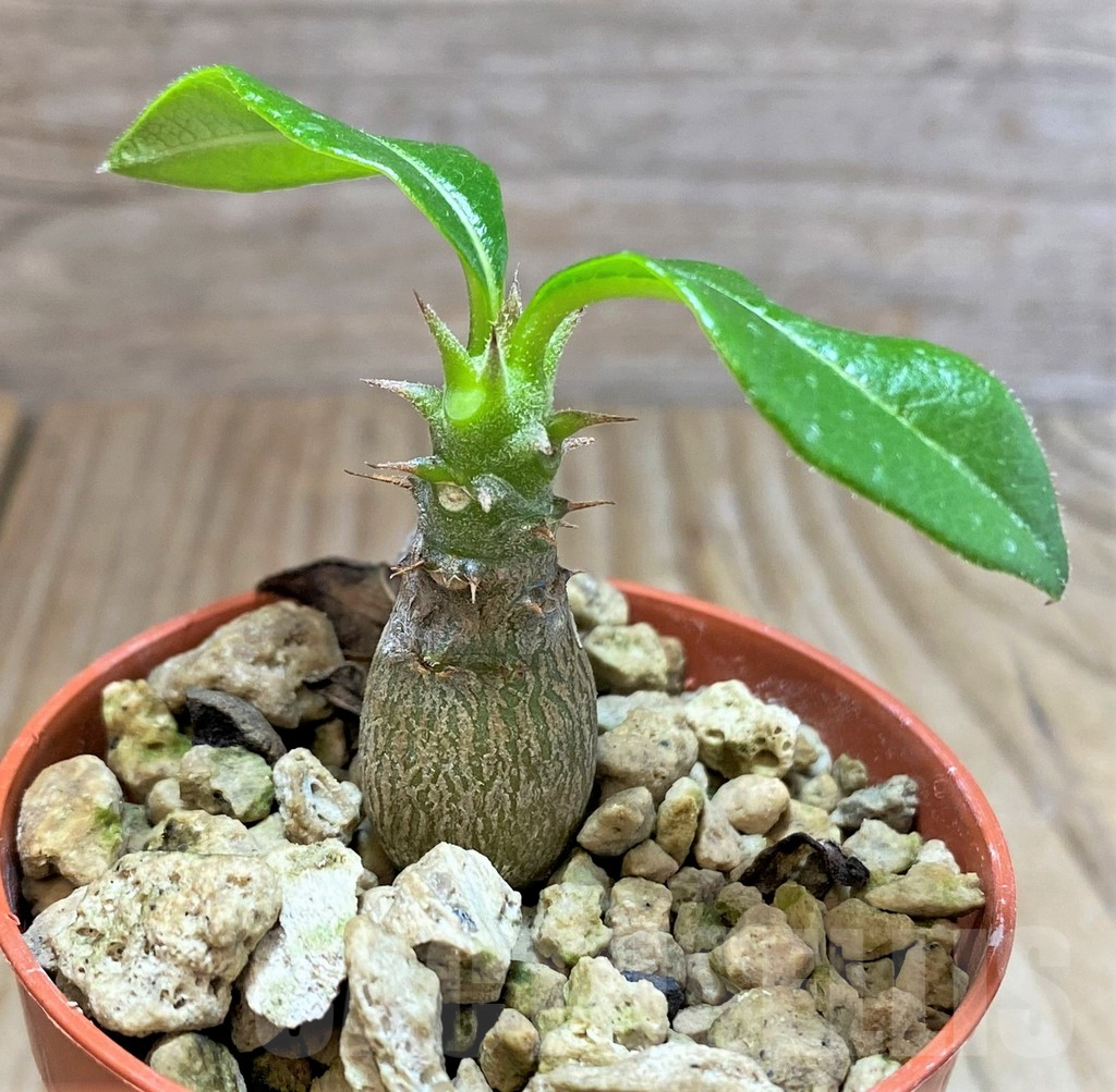 SHPR37775 Pachypodium baronii v. windsorii - Image 2