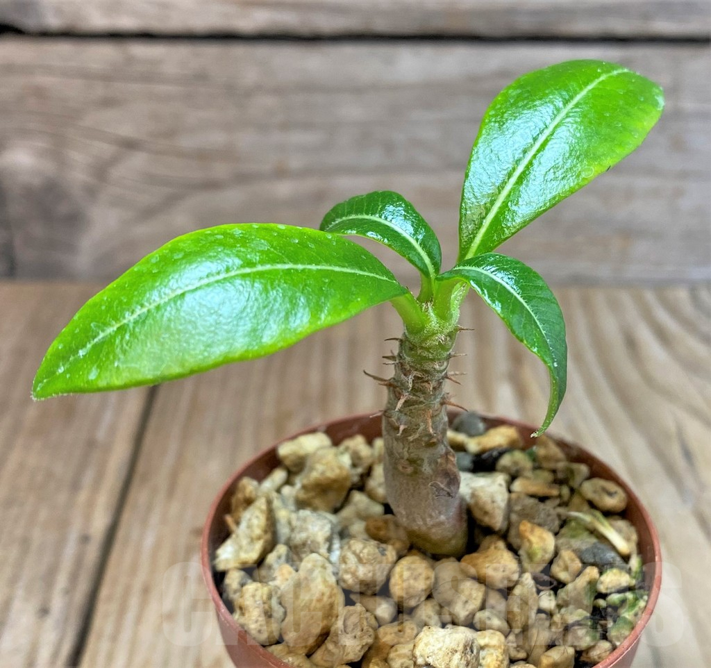 SHPR37776 Pachypodium baronii v. windsorii