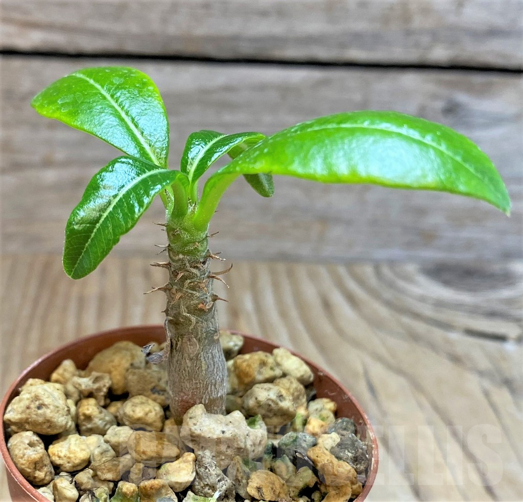 SHPR37776 Pachypodium baronii v. windsorii - Image 2