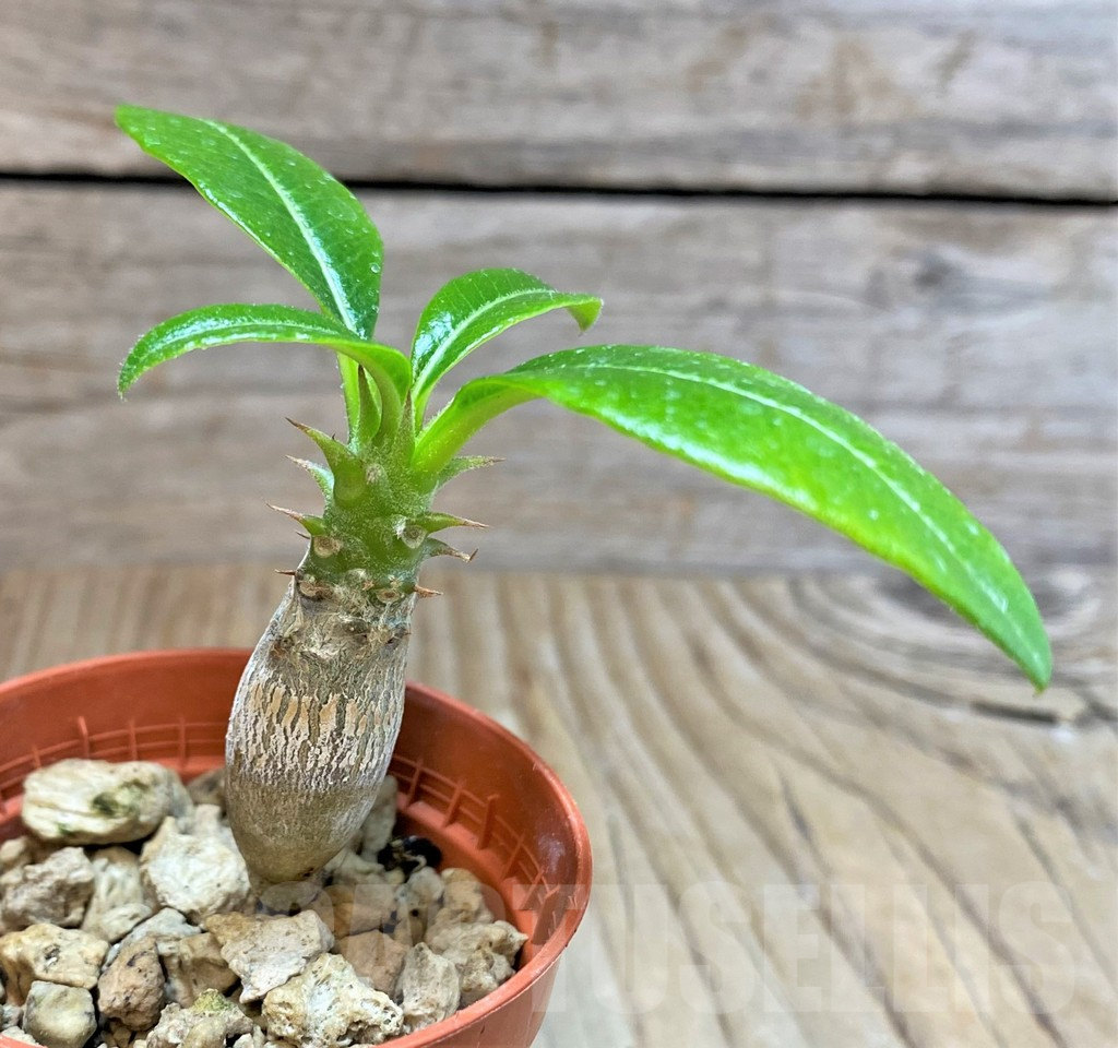 SHPR37777 Pachypodium baronii v. windsorii - Image 2
